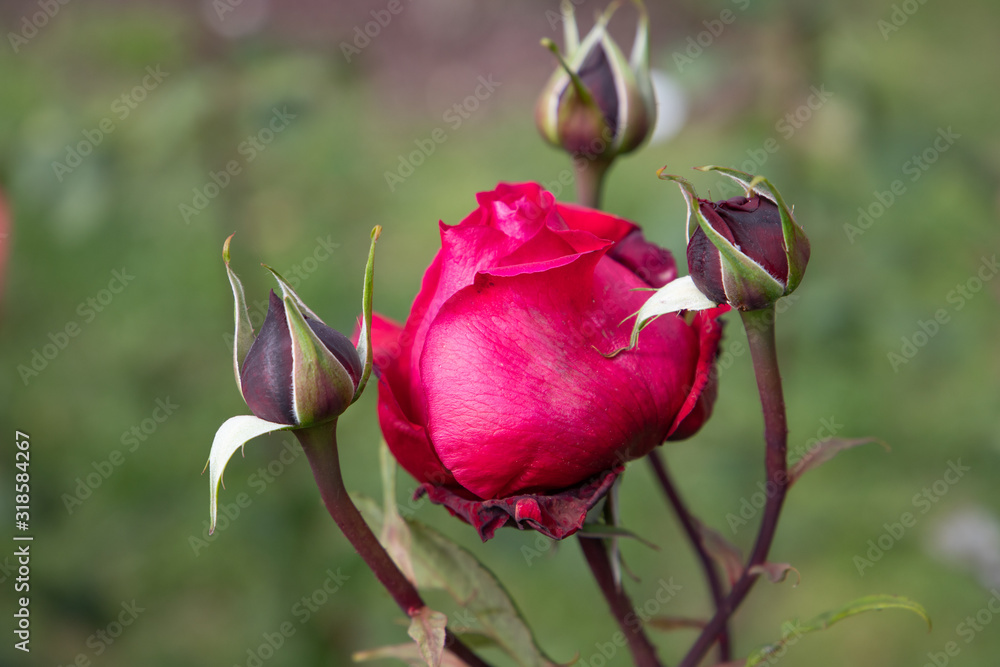 Fototapeta premium rose flower