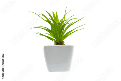 Green plant on a white background in a white pot  isolated.