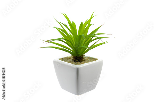 Green plant on a white background in a white pot, isolated.