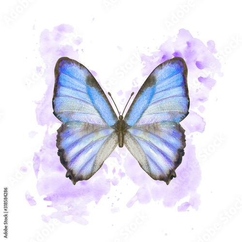 Hand drawn watercolor butterfly Morpho Thamyris on splattered background photo