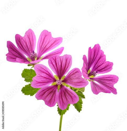 Mallow plant with flowers