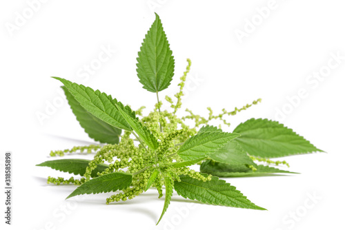 Tableau sur toile Nettle with flowers