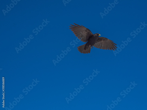 Alpine Chough or Black Bird Yellow Beak flying with blue sky background © Keerathi