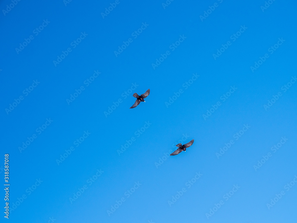 Alpine Chough or Black Bird Yellow Beak flying with blue sky background Alpine Chough or Black Bird Yellow Beak flying with blue sky background