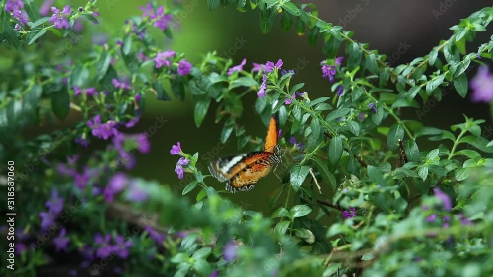 A butterfly on the flower. Butterfly is feeding. A butterfly on the flower. Butterfly is feeding.