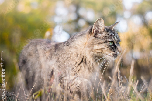 Portrait of a cat who is tracking its victim. Selective focus on the eyes. Gray wild cat hunts in the dense grass. The animal is sneaking up on its prey. The concept of wild life in nature.
