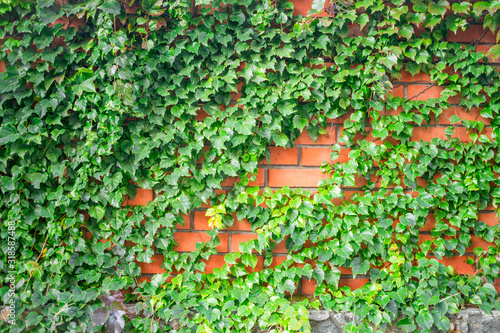 Bushes of a green plant create a beautiful background. Fence wrapped in vine. An orange brick wall is with many green leaves. Abstract natural background.