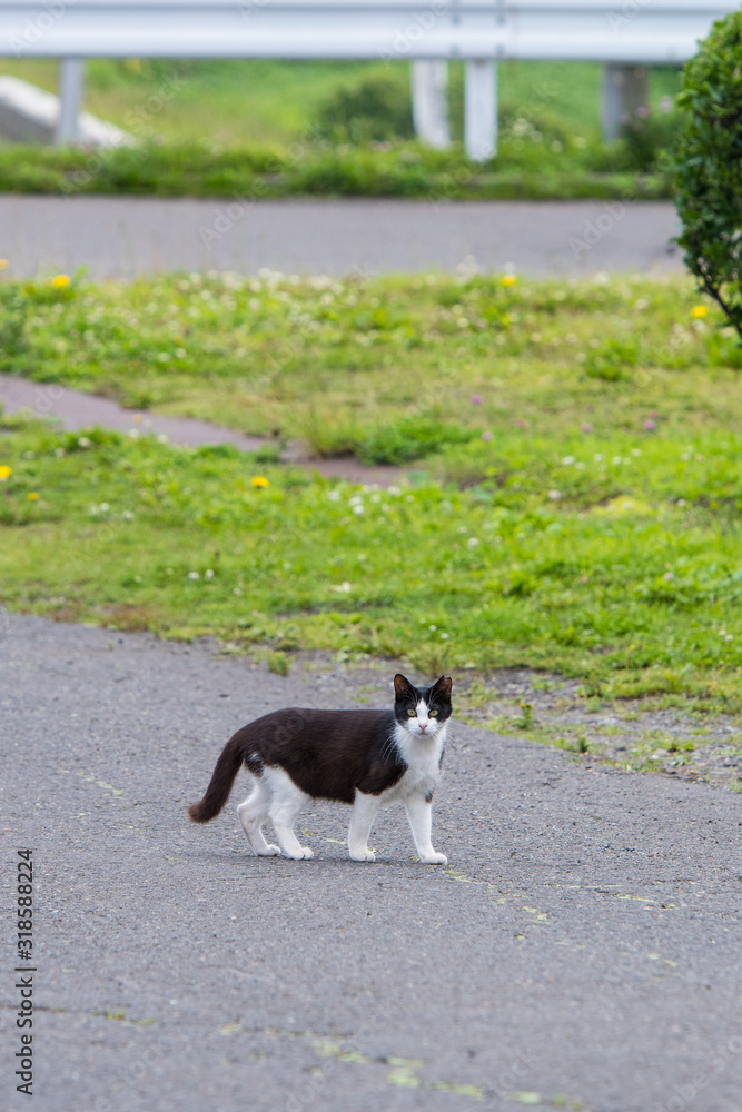 田舎の野良猫 田舎の野良猫