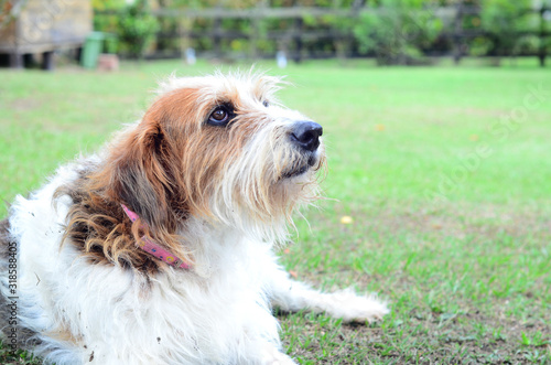  calm dog posing in nature © KreaFoto