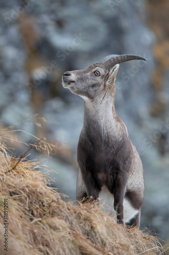 Alpensteinbock Geiß im Stubaital photo