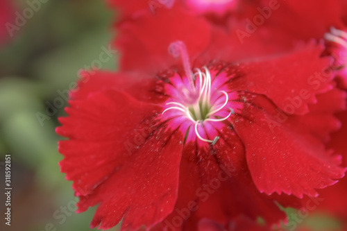 closeup of red flower © Jorge