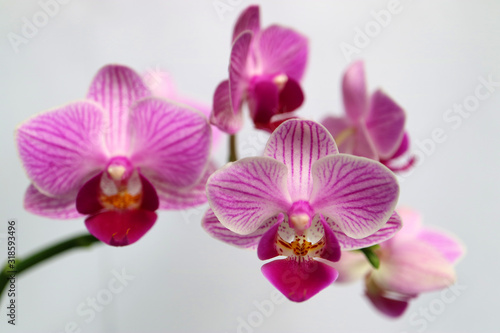 Mini Orchid © Snezana