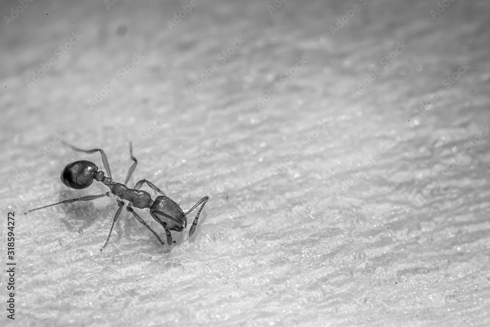 Red ant on white paper