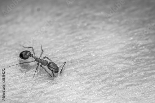 Obraz na płótnie Red ant on white paper w salonie
