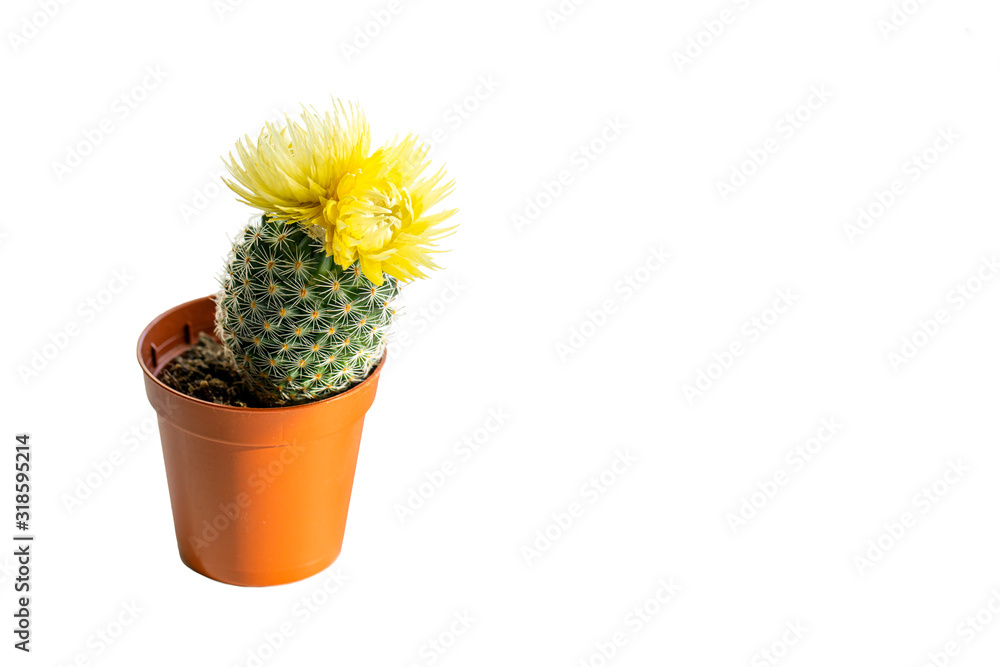 baby cactus or succulent pot on white background