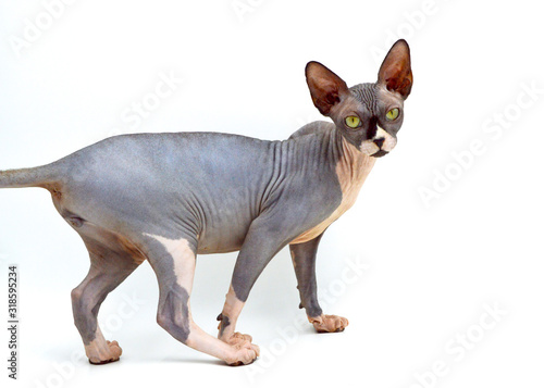 A purebred sphynx cat during a photo shoot. It is a hairless cat. © jpr03
