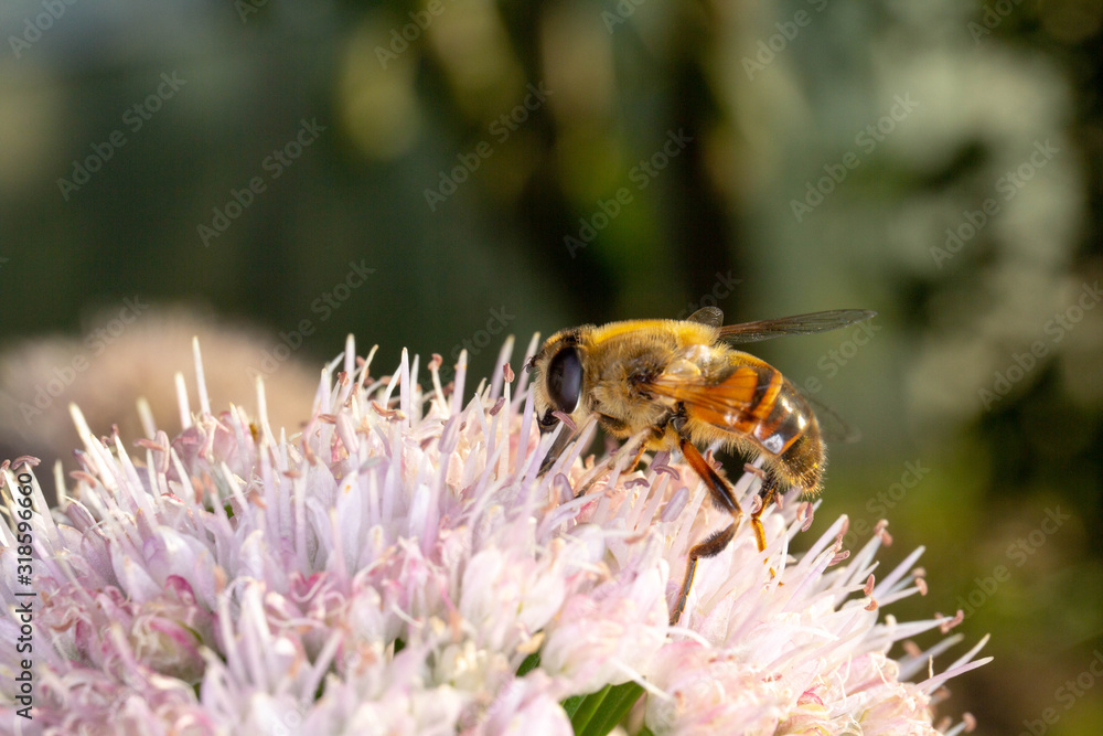 bee on flower