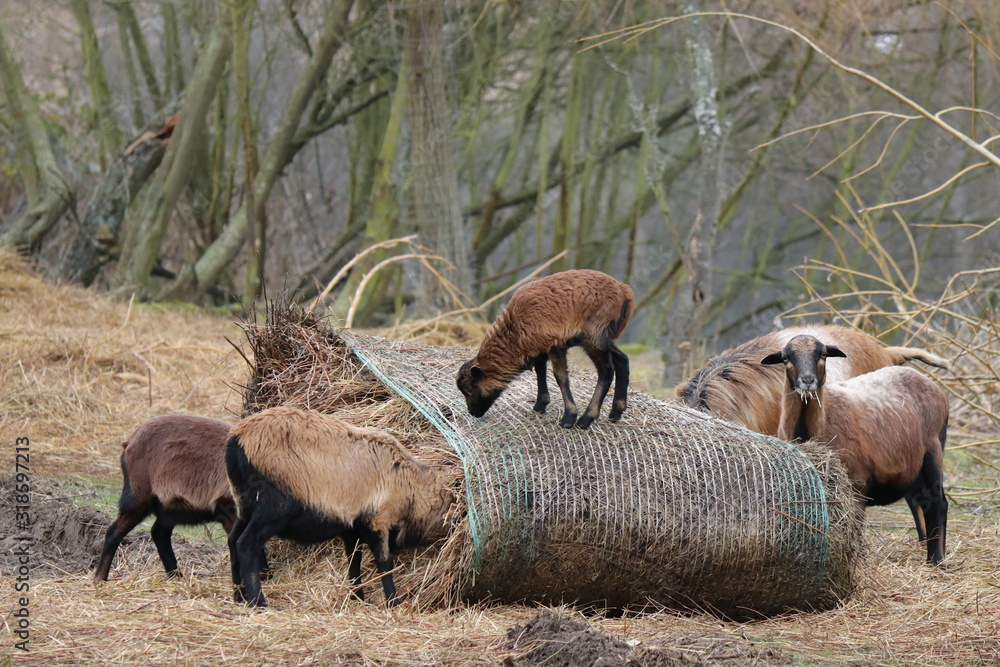 Fototapeta premium Kamerunschafe mit Lamm am Futterplatz - Ovis aries