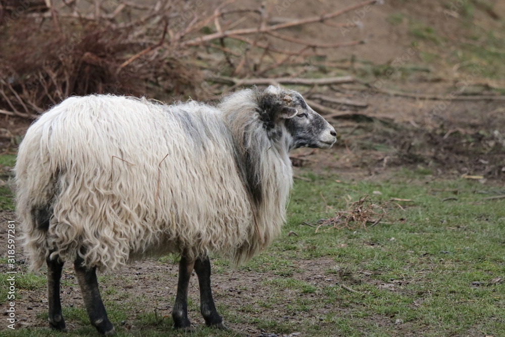 Obraz premium weißes Wollschaf auf der Weide