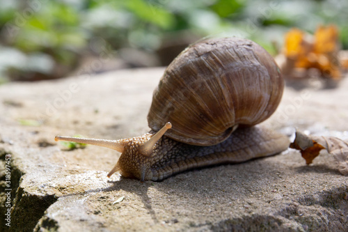 snail on the road