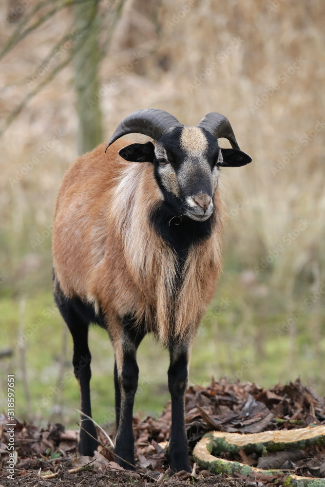 Fototapeta premium Schafbock - Widder - Ovis aries