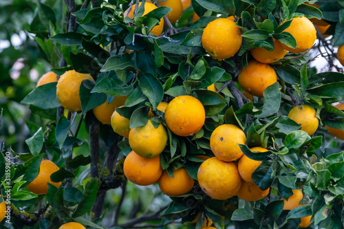 Orange tree with many sweet organic yellow citrus fruits