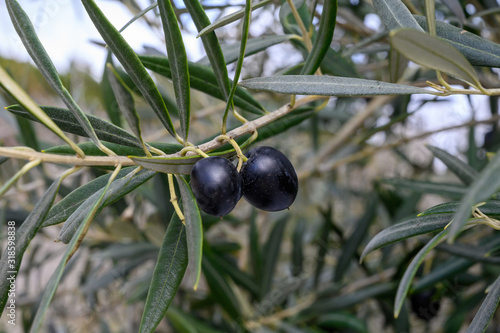 Ripe black olives on tree ready for harvest