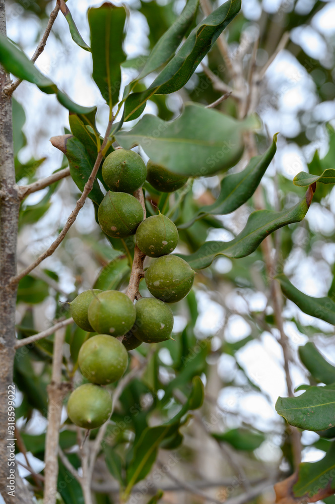 Evergreen macadamia free with ripe green nuts in shell ready for harvest Evergreen macadamia free with ripe green nuts in shell ready for harvest
