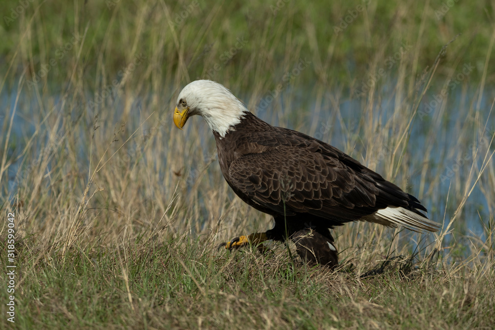 Fototapeta premium Bald Eagle Collecting nesting Material in Florida
