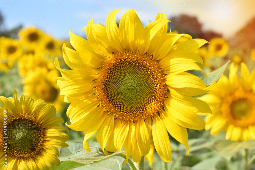 Obraz premium sunflower and bee