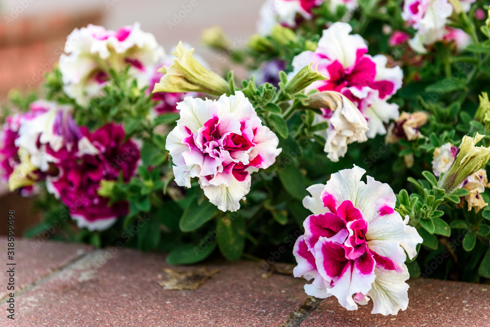 Petunia flower growing in garden. Petunia flower growing in garden.