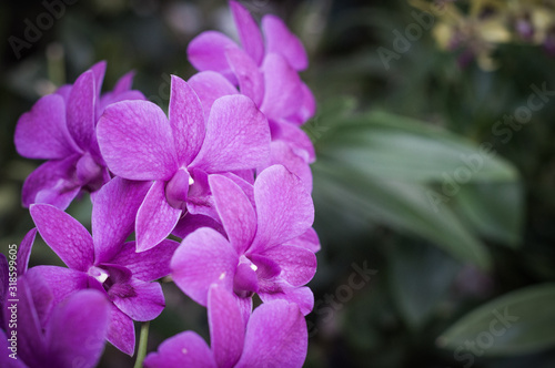 Pink orchid flowers with green background