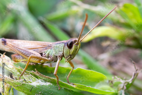 grasshopper on grass © Vt