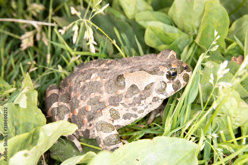 Fototapeta premium frog in grass