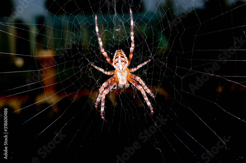 spider on the web © Vt
