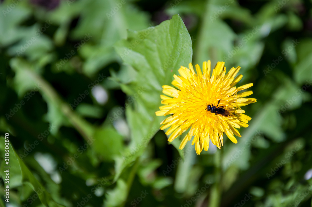Small wyellow flower with a bee over it Small wyellow flower with a bee over it