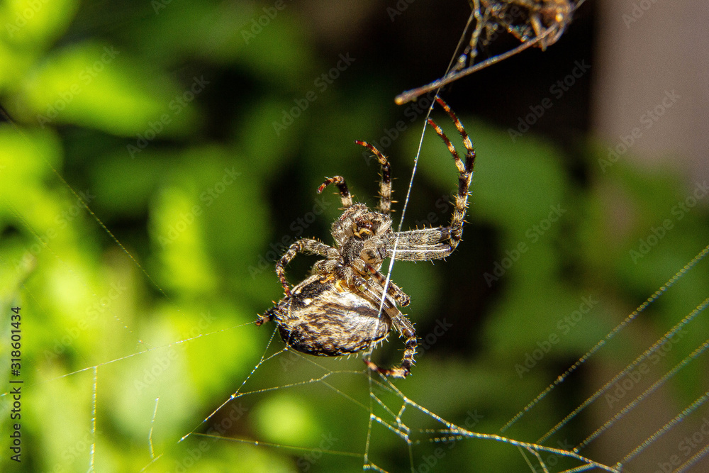 spider on a web spider on a web