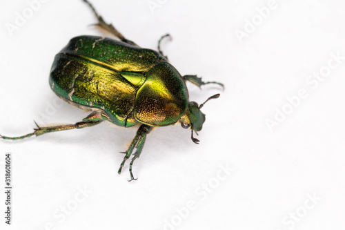 green beetle © Vt