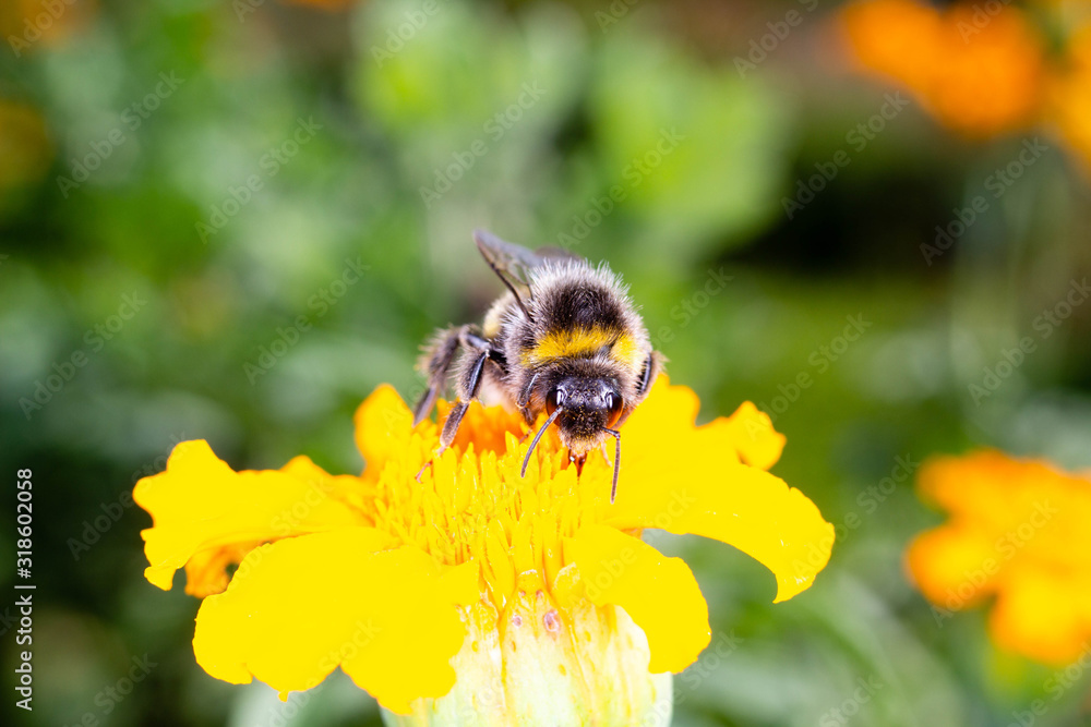 bumblebee on a yellow flower collects nectar bumblebee on a yellow flower collects nectar