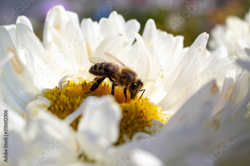  a bee collects nectar from a flower