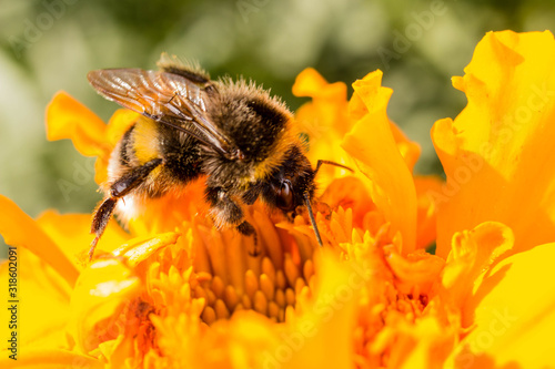  bumblebee on a yellow flower collects nectar