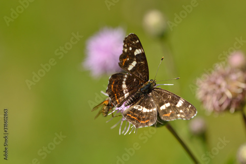 Landkärtchen der Sommergeneration (Araschnia levana f. prorsa) photo