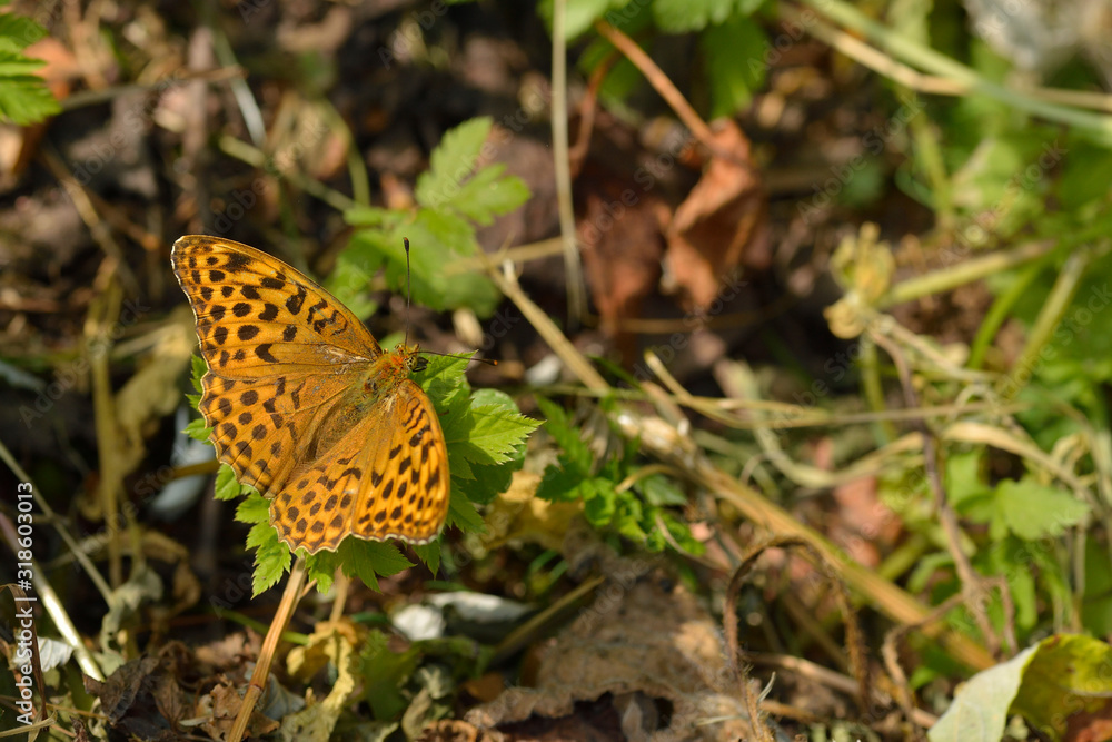 Obraz premium Kaisermantel (Argynnis paphia) 