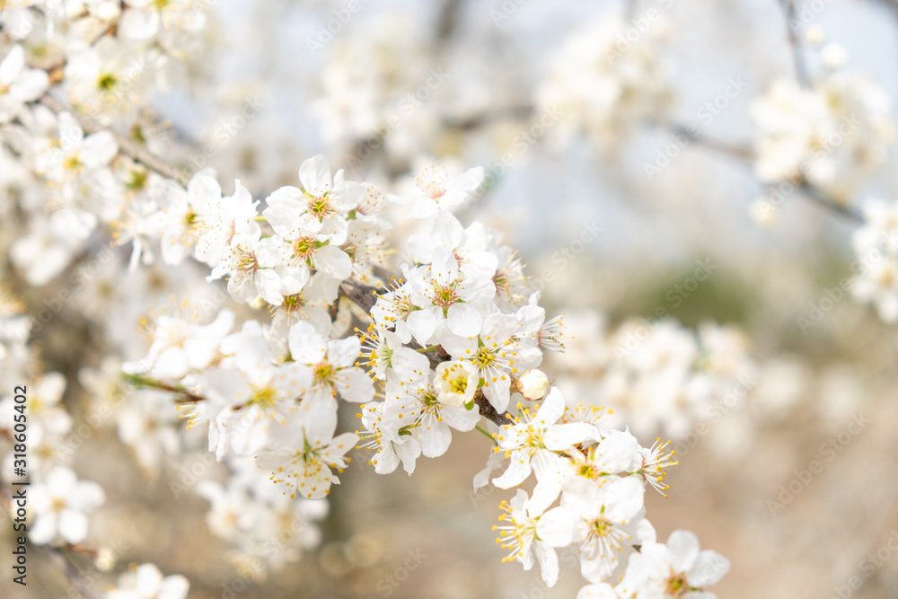 Prunus cerasifera Kirschpflaume Detail Blüte Prunus cerasifera Kirschpflaume Detail Blüte