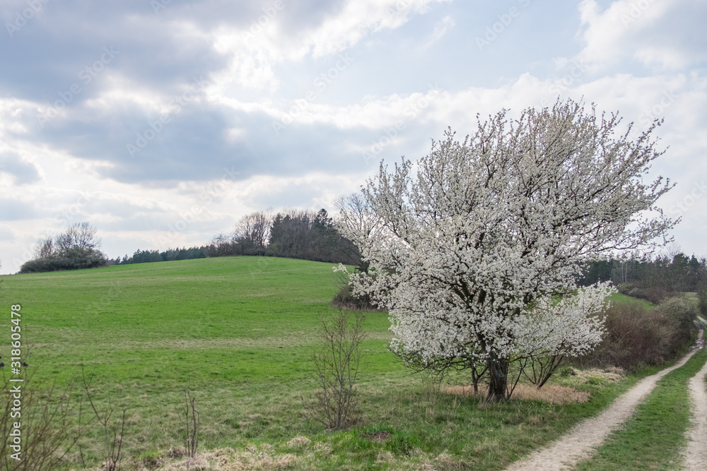 Prunus cerasifera Kirschpflaume Habitus in Blüte auf dem Kernbergplateua bei Jena Prunus cerasifera Kirschpflaume Habitus in Blüte auf dem Kernbergplateua bei Jena
