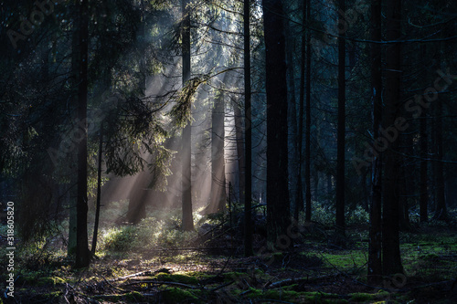 Morning sunlight shines through deep pine tree forests in Luneberg Heide woodland in Germany