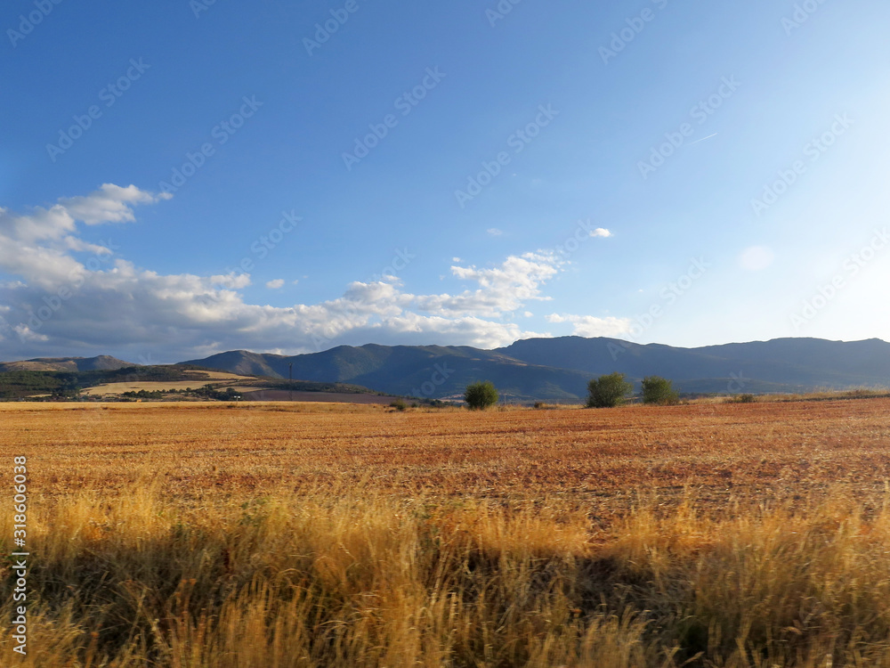 Landscape with wheat field