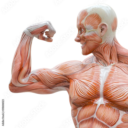 muscleman anatomy heroic body doing a bodybuilder pose twelve in white background frontal close up