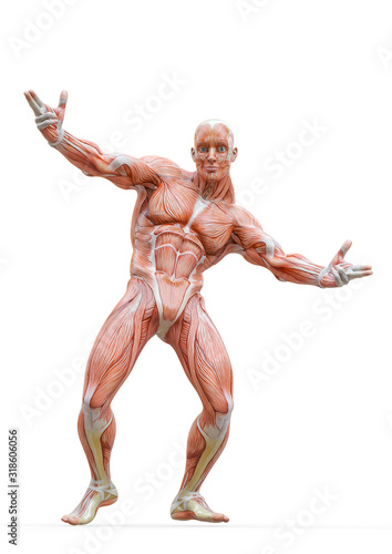 muscleman anatomy heroic body dancing pose two in white background