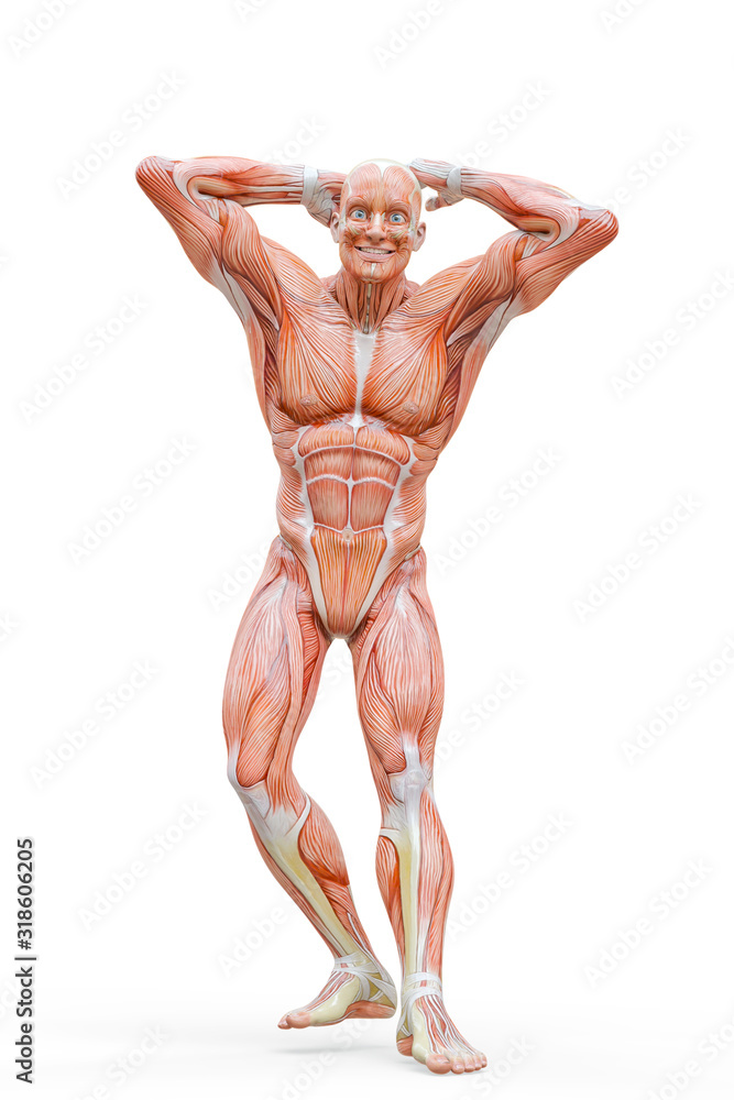 muscleman anatomy heroic body doing a bodybuilder pose ten in white background muscleman anatomy heroic body doing a bodybuilder pose ten in white background